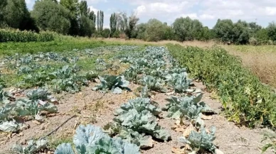 Sivrihisar'ın Meşhur Ürünü Tarih Mi Oluyor?